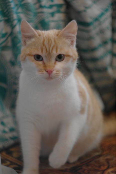 Котенок девочка персикрвая белая голубые глаза