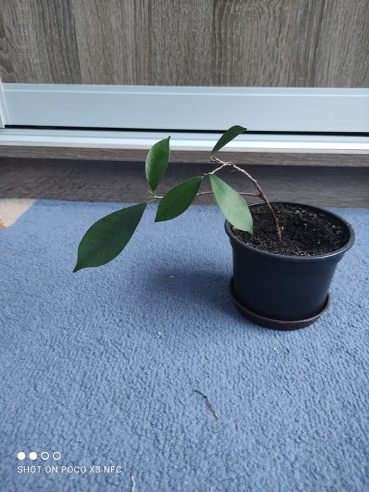 Вазони фікуса, лимон