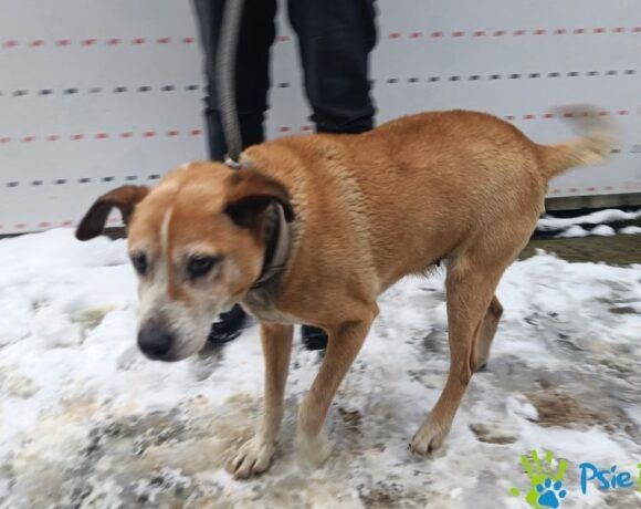 Starsza, miła suczka OLGA szuka nowego domku!