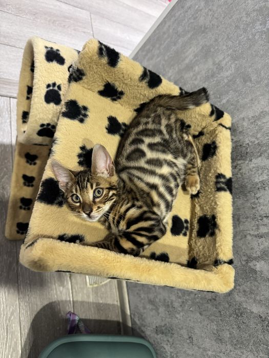 Бенгальские котята