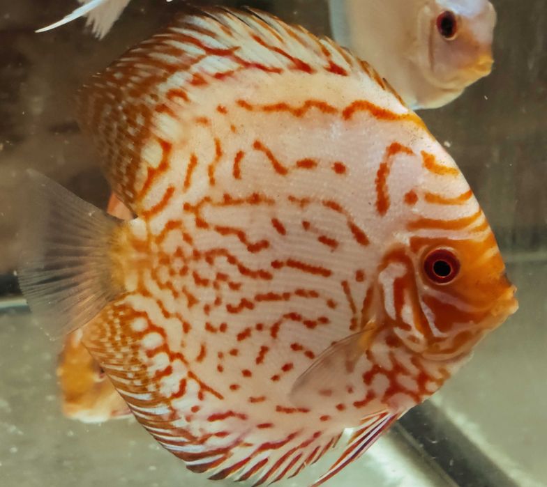 MISIEKZOO Dyskowce - Paletka Red White / Rozmiar 9 -10 cm / Różne