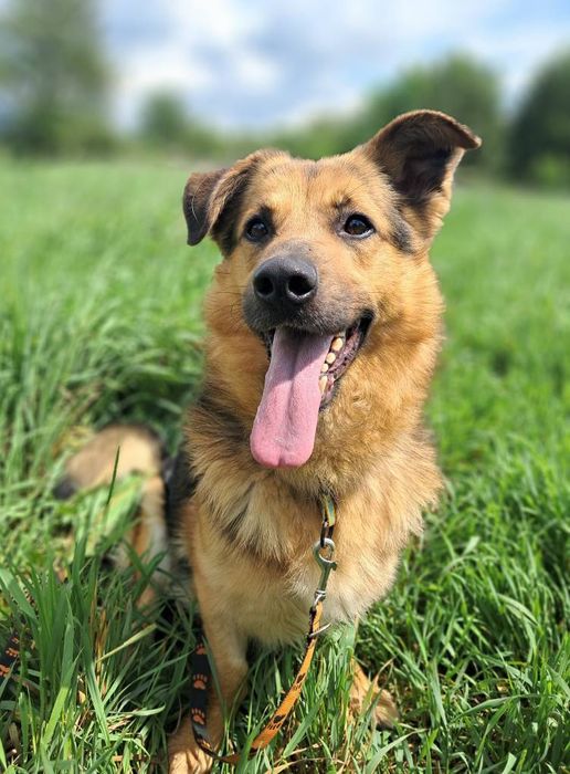 Suchar do pilnej adopcji!