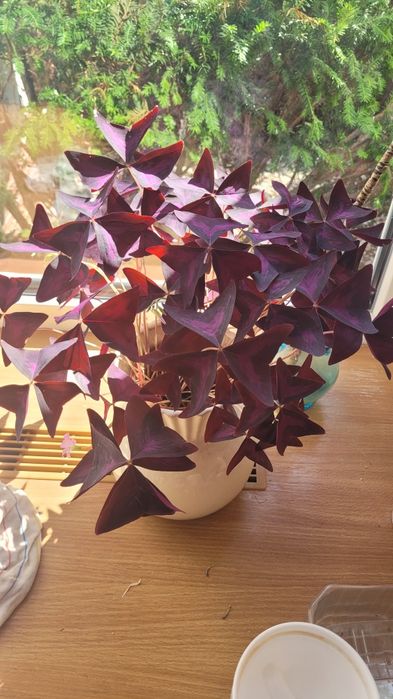 Kwiat domowy jak i ogrodowy szczawik