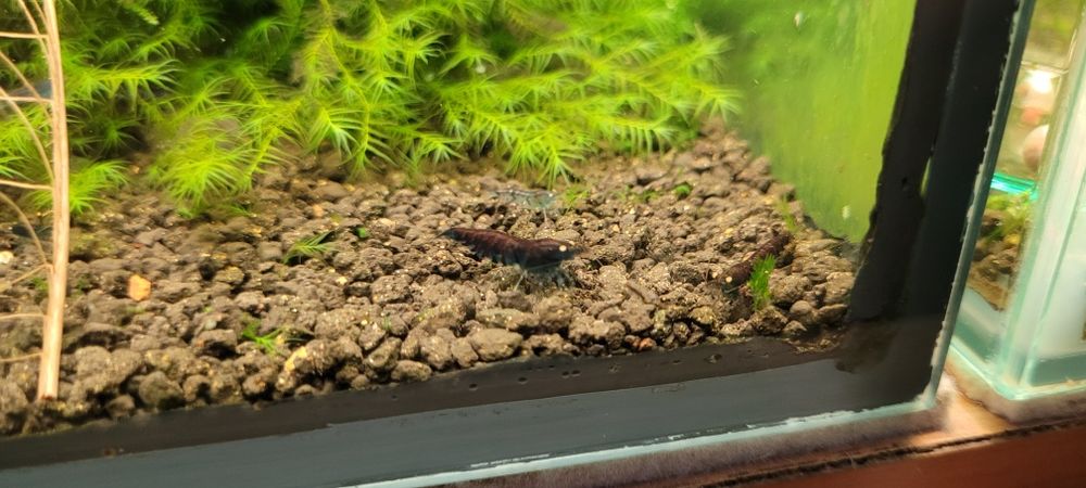 Krewetki Blue tiger OE (rusty)