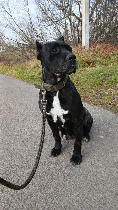 Цуценята кане корсо