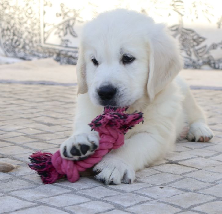 Golden Retriever fêmea com LOP