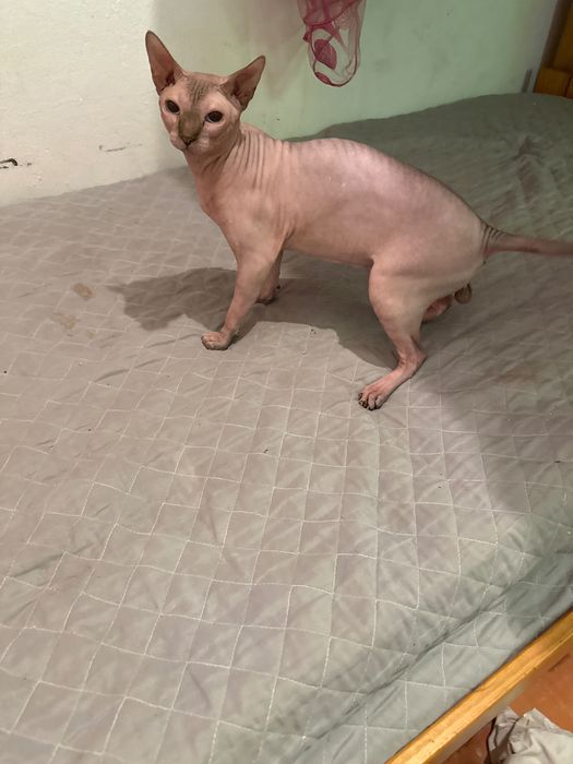 Vendo gato Sphyx 350€