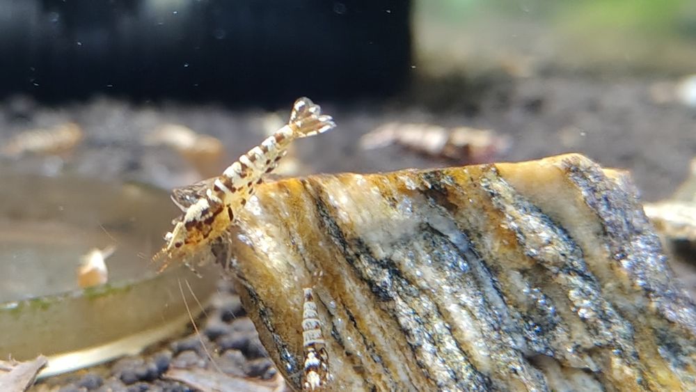 Krewetki Galaxy Caridina