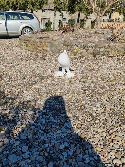 Garłacz pomorski   SAMICA