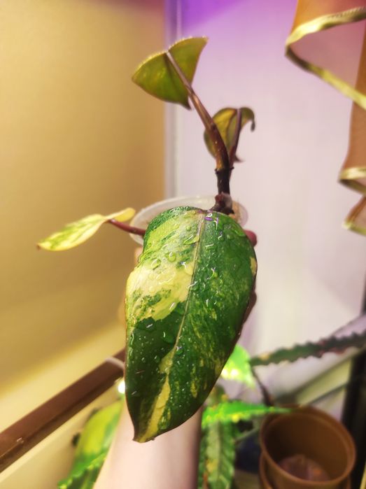 Philodendron Strawberry shake/Emerald red