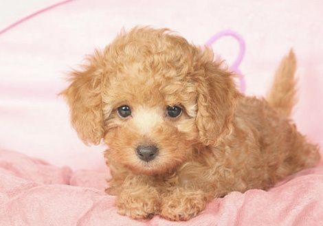 Пудель мини мальчик