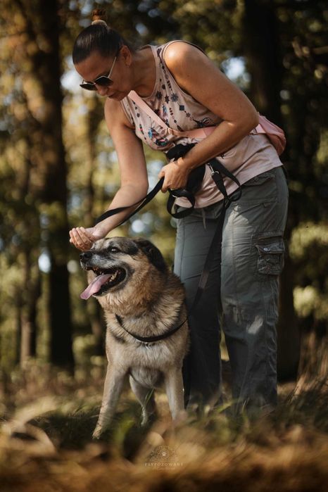 Przytulaśny, wspaniały psiak -  Hagi do adopcji.