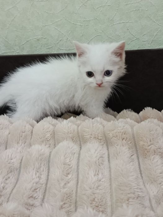 Віддам кошетят у добрі ручки