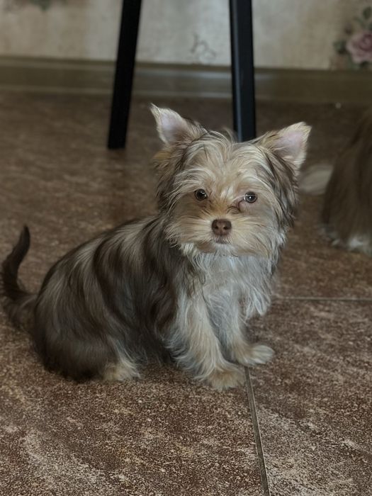 Бівер йоркширський терʼєр