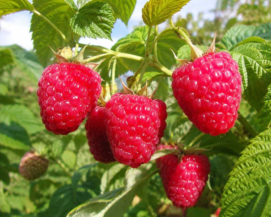 Maliny – samozbiór 13 zł/kg
