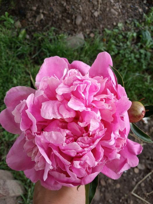 Продам кущики рожевих півонії