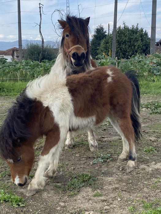 Ponei olho azul ( macho)