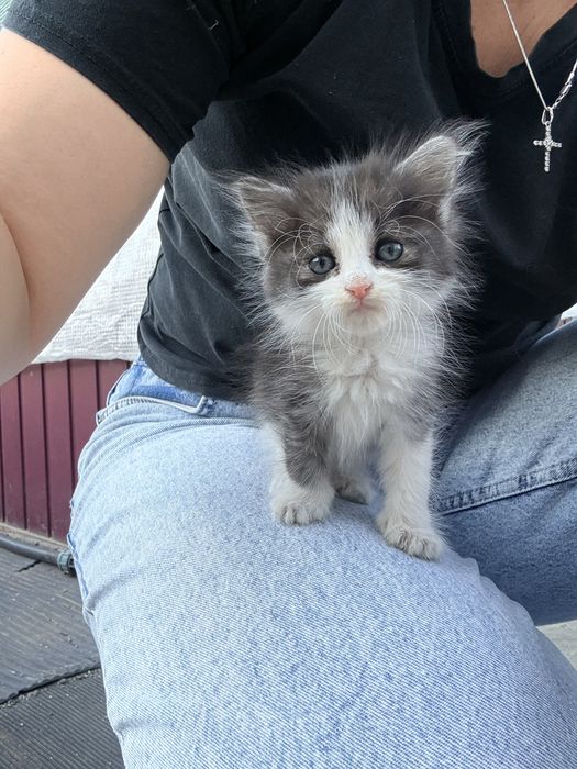 Котенок в хорошие руки