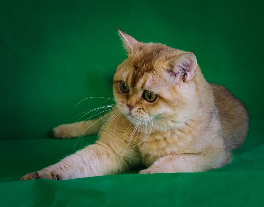 Кот на вязку золотая шиншила