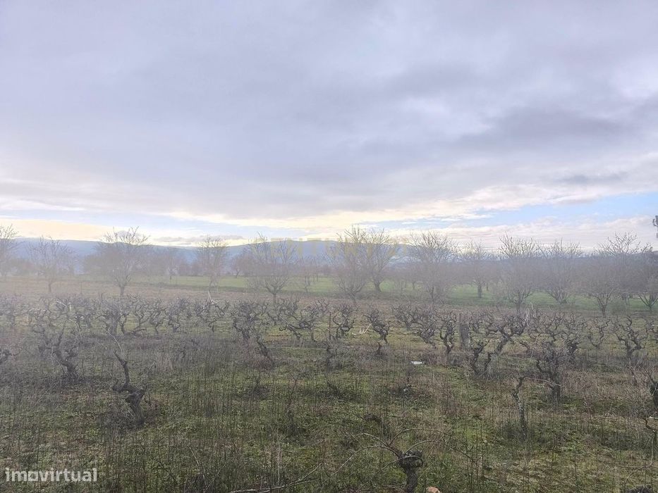 Terreno com vinha e poço - Perto da Zona Industrial de Chaves