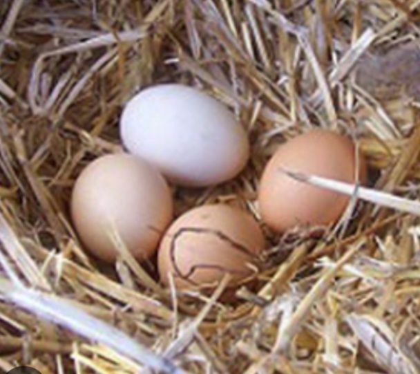 Яйца домашние куриные