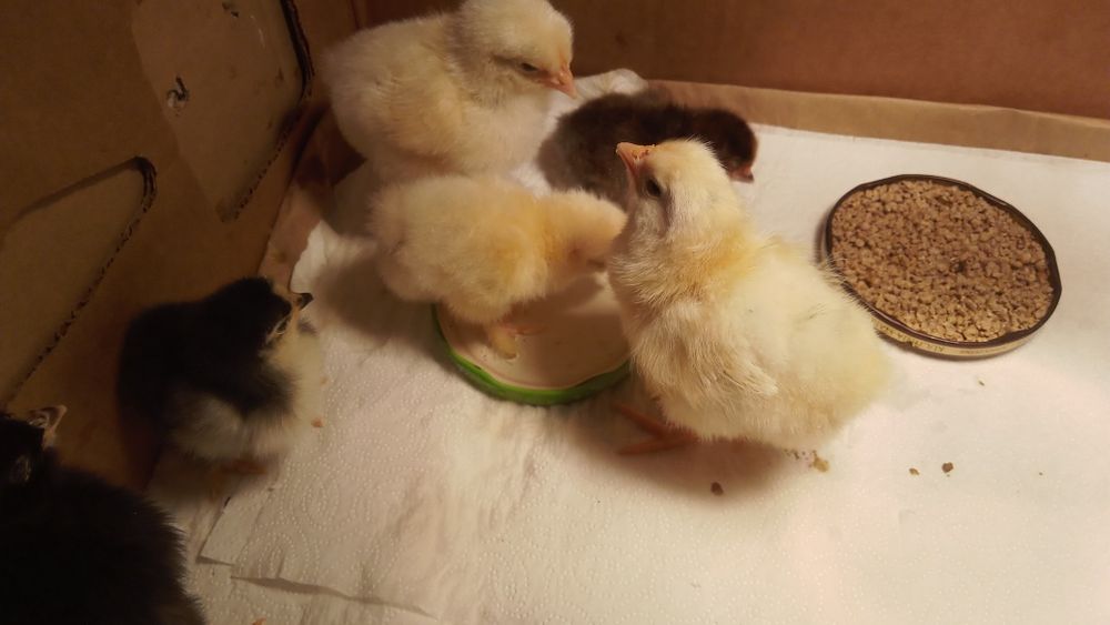 Kurki ,kochinki, karzełki leghorn