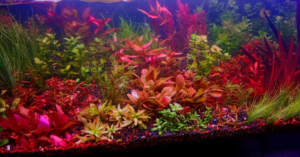 Pakiet roślin akwariowych