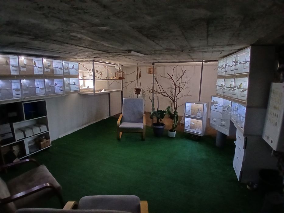 Kanarki Tymbrador Mini Border2025r