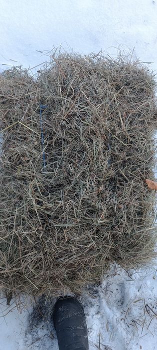 Продам сіно в тюках 60-75 грн тюк с. Соснівка