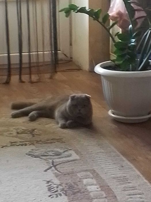 Шукає подружку!!!Шотландский вислоухий кот