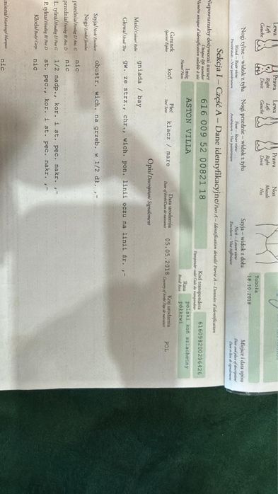 Klacz 8 lat, rasa szkachetna półkrew