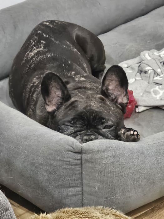 Домашня перетримка собак у Києві, dog sitter