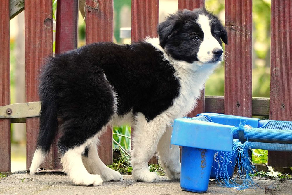Border collie ZKwP/fci - szczeniak gotowy do zmiany domu