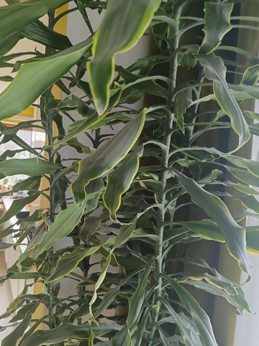 Dracena Golden Coast, wys.2,5m, duży, wysoki kwiat