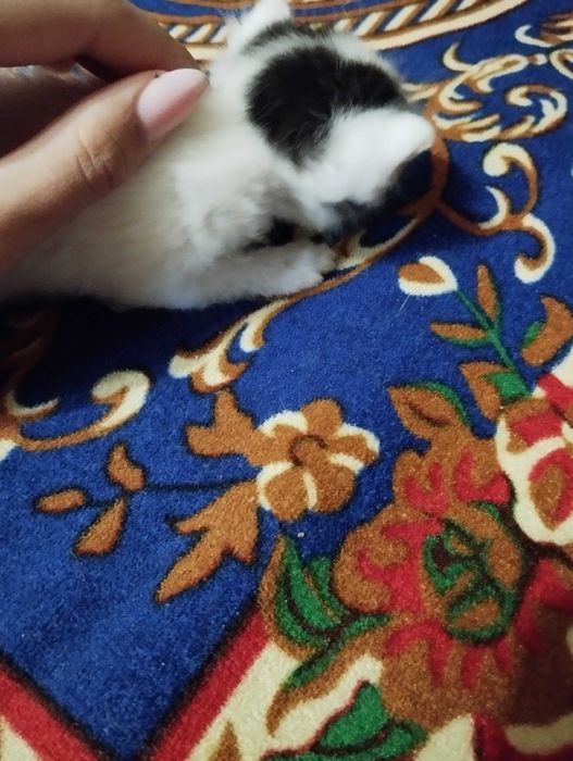 Віддам кошенят як тільки підростуть