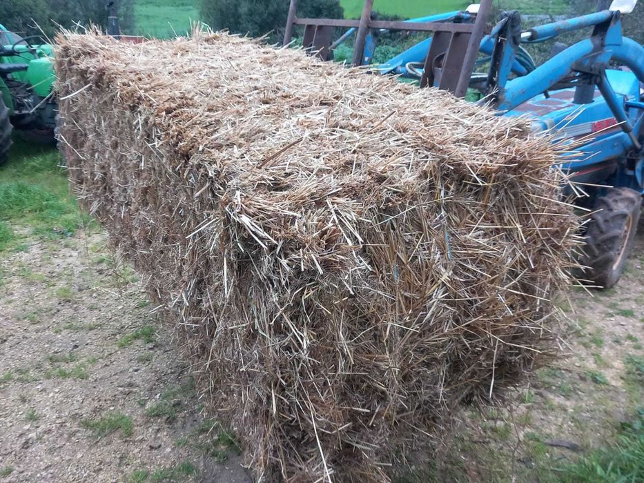 Palha de azevém Semedo