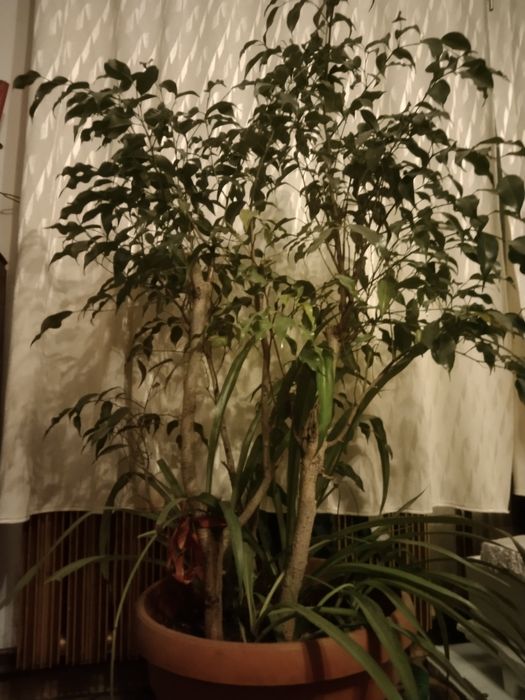 Kwiaty doniczkowe zadbane