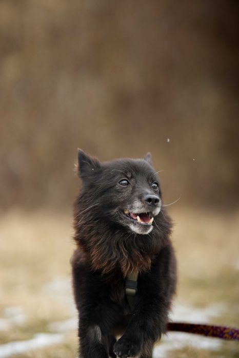 Loco - prawdziwy wulkan energii, młody pies do adopcji!