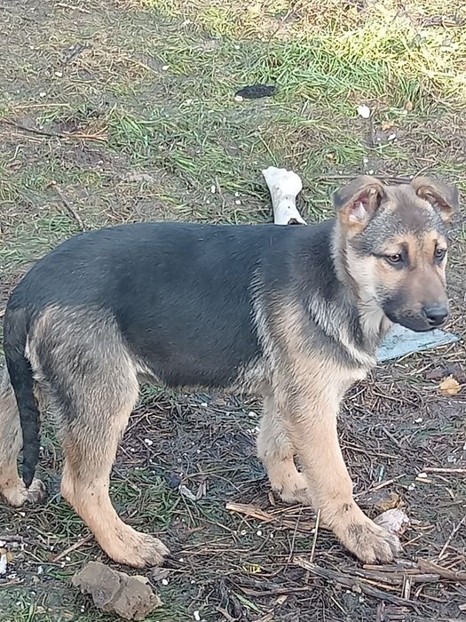 В хорошие руки  отдам