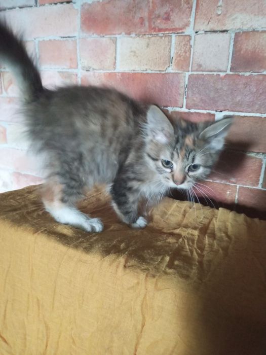 Безкоштовно кошеня кішка