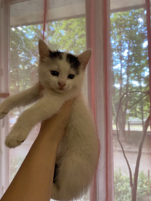 Кошенята з подарунками