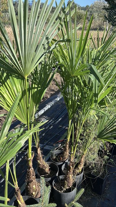 Palmeiras “Trachycarpus Fortunei”