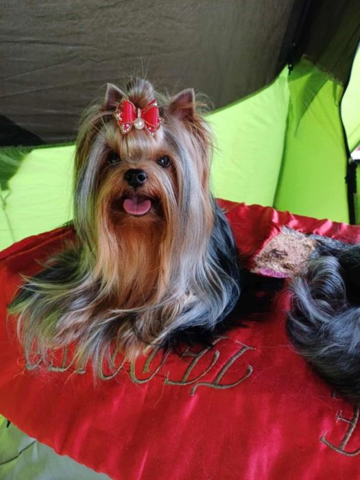 Yorkshire Terrier FCI ZKwP Piesek po Czampionach Gotowy do Odbioru
