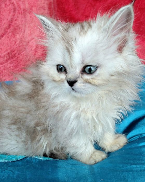 Кошенятко  хлопчик