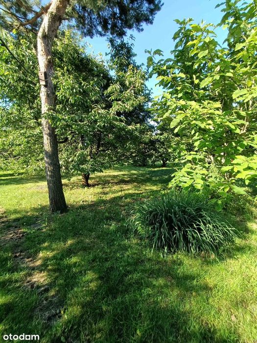 Sprzedam dużą, malowniczą działkę z domkiem Brzeźce k. Białobrzegów