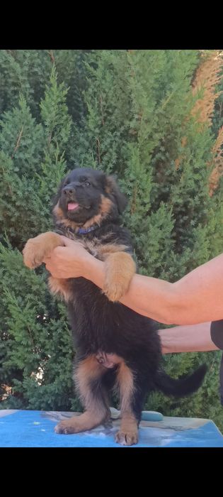 Німецька вівчарка