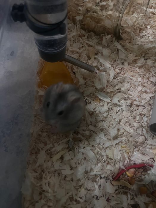 хомячок джунгарик