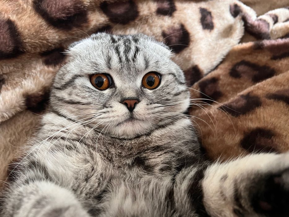 Вязка вислоухий шотландский кот