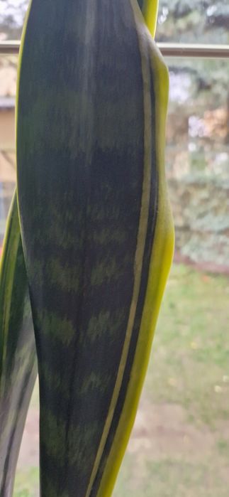 Sansevieria Laurentii żelazna roślina GWINEJSKA