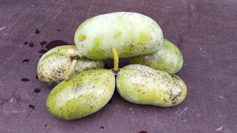 Маракуя Азимина актинідія  акебія